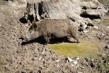 Close-up of a Eurasian wild boar in the mud with crusty brown fur and large tusks, Sus scrofa, Wild Swine, common wild pig.