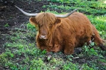 Highland cattle with long brown coats and large horns lying on the moist forest floor. Scottish...