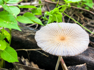 mushroom on the ground