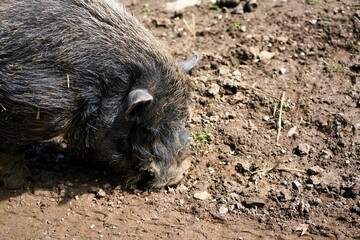 Close-up of a Vietnamese Pot-bellied with bristly, brown fur searching the ground for food, domestic pig. Livestock farming.