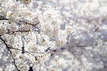 View of the lushly blooming branches of white sakura