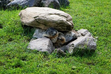 Close-up of a shy young marmot peering timidly out of its burrow surrounded by stones, Alpine marmot, Marmota marmota, Dolomites, South Tyrol, Italy, Mountain Animals