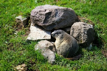 Close-up of a shy young marmot peering timidly out of its burrow surrounded by stones, Alpine...