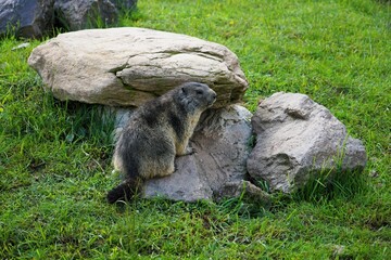 Fototapeta premium Close-up of a shy young marmot peering timidly out of its burrow surrounded by stones, Alpine marmot, Marmota marmota, Dolomites, South Tyrol, Italy, Mountain Animals