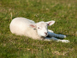 cute little lamb lying on meadow looking at camera
