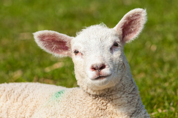 portrait of easter lamb lying on a dyke in Northern Germany