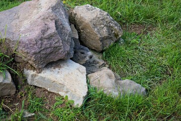Close-up of a shy young marmot peering timidly out of its burrow surrounded by stones, Alpine marmot, Marmota marmota, Dolomites, South Tyrol, Italy, Mountain Animals