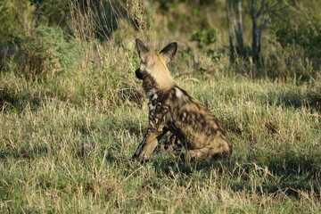 African Wild Dog in the Okavango Delta, a pack on the hunt