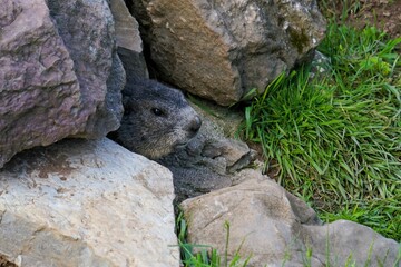 Close-up of a shy young marmot peering timidly out of its burrow surrounded by stones, Alpine marmot, Marmota marmota, Dolomites, South Tyrol, Italy, Mountain Animals