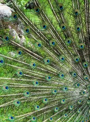 Obraz premium Close-up of the pattern of the tail feathers of a peacock