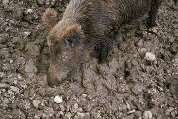 Close-up of a Eurasian wild boar in the mud with crusty brown fur and large tusks, Sus scrofa, Wild...