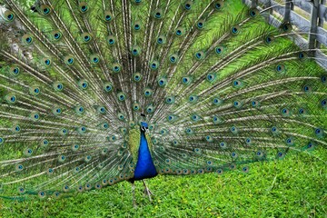 Close-up of a male Peafowl with splendidly colourful feather wheel, bird of the pheasant family,...
