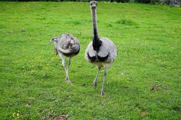 Two Greater rheas on a large green meadow, Rhea americana, flightless bird