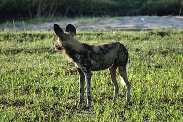 African Wild Dog in the Okavango Delta, a pack on the hunt