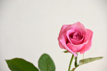 ピンクのばら