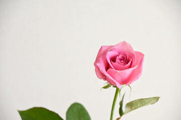 ピンクのばら