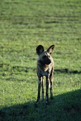 African Wild Dog in the Okavango Delta, a pack on the hunt