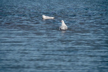 Zwei Lachmöwen (Larus ridibundus) beim baden