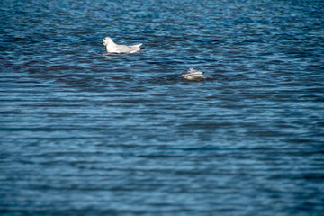Zwei Lachmöwen (Larus ridibundus) beim baden