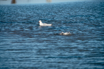 Zwei Lachmöwen (Larus ridibundus) beim baden