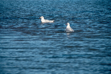 Zwei Lachmöwen (Larus ridibundus) beim baden