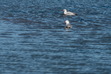 Zwei Lachmöwen (Larus ridibundus) beim baden