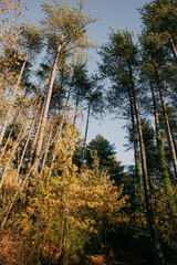 Fototapeta premium A forest with trees in the foreground and background. The trees are tall and green. The sky is clear and blue