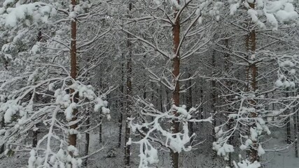 Spruce Forest in Winter. European Nature. Early and Cold Winter Evening With a Snowy Forest. Spruce Trees Covered With White Fluffy Snow. Boardwalk Through Fotrest. Winter in Latvia Aerial Dron Shot