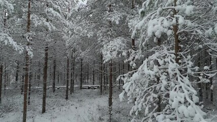 Spruce Forest in Winter. European Nature. Early and Cold Winter Evening With a Snowy Forest. Spruce Trees Covered With White Fluffy Snow. Boardwalk Through Fotrest. Winter in Latvia Aerial Dron Shot