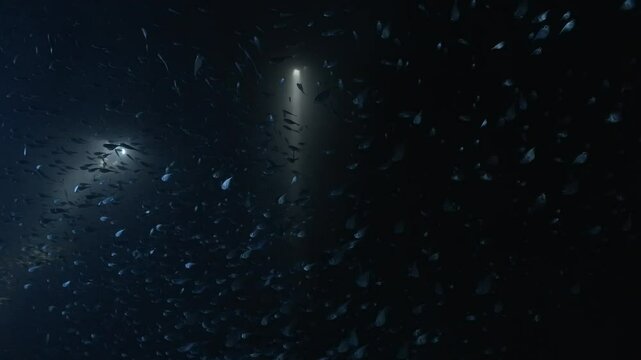 Silver Fish underwater in Bermuda 4