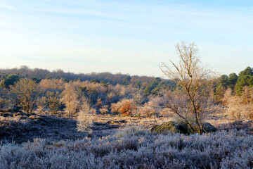 Frozen morning in the Hot Valley. Trois Pignons forest 