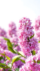 Obraz premium Pink lilac flowers in full bloom, spring floral background
