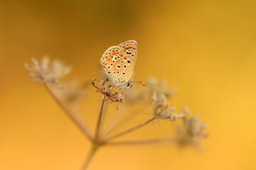 una farfalla licenide al tramonto in primavera