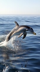 Dolphin leaps gracefully above ocean surface in clear blue waters during a sunny day