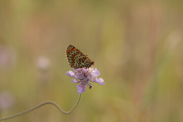una farfalla melitaea al tramonto