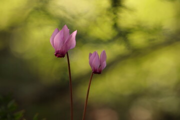 fiori di ciclamino nel bosco