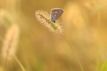 una farfalla licenide al tramonto in primavera