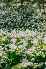 Fototapeta premium A field of white flowers with green leaves. The flowers are scattered throughout the field, with some in the foreground and others in the background