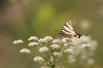 una farfalla iphiclides podalirius su un fiore in estate
