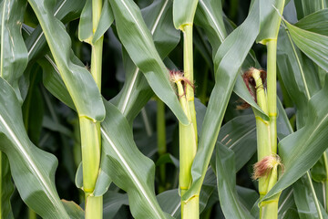 A bunch of corn stalks with green leaves and brown tips