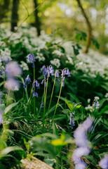 A field of blue flowers with green leaves. The flowers are in full bloom and the grass is lush and green. The scene is peaceful and serene