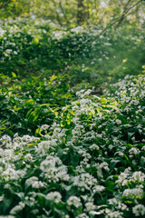 A lush green field of white flowers with a bright sun shining down on them. The flowers are in full bloom and the sun is casting a warm glow on the scene