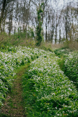 A path through a field of white flowers. The flowers are tall and green, and the path is narrow. Scene is peaceful and serene, as the viewer is surrounded by nature and the beauty of the flowers
