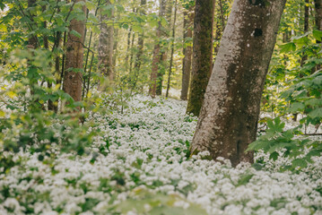 A beautiful forest scene with a large tree in the center of a field of white flowers. The flowers are scattered throughout the field, creating a peaceful and serene atmosphere