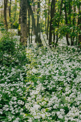 A field of white flowers with green leaves. The flowers are scattered throughout the field, with some in the foreground and others in the background. The sunlight is shining on the flowers