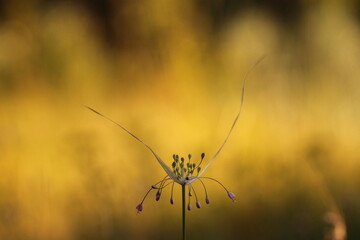 fiore di aglio selvatico in estate