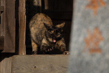 正月の神社で伸びをするサビ猫柄の野良猫