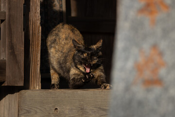 正月の神社で伸びをするサビ猫柄の野良猫