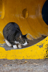 公園の黄色い遊具で何かをじっと狙ってるキジトラ柄の野良猫