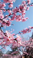 Obraz premium beautiful branches of pink Cherry blossoms on the tree under blue sky, Beautiful Sakura flowers during spring season in the park, mindfulness theme, with white tones